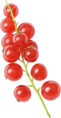 frenk üzümü meyveleri izole