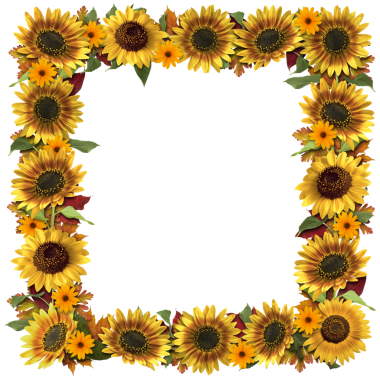 gerçek ayçiçeklerinden yapılmış renkli çerçeve