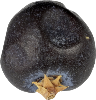 Gerçek kurutulmuş ardıç meyvesi baharatı.