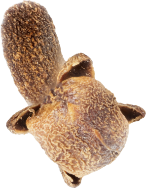 Gerçek doğal karanfil, izole edilmiş.