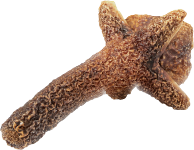 Gerçek doğal karanfil, izole edilmiş.