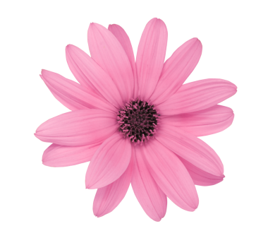 İlkbaharda kompozisyon için güzel pembe çiçek