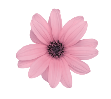 İlkbaharda kompozisyon için güzel pembe çiçek