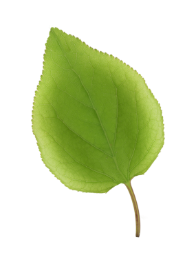 şeffaf arkaplanda yeşil izole yaprak