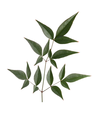 Yeşil yapraklı şube izole edilmiş şeffaf arkaplan