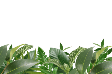 Yapraklı doğal çerçeve