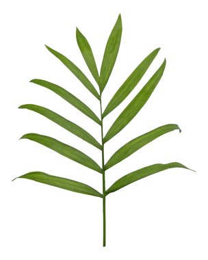 Yeşil damarlı yeşil yaprak