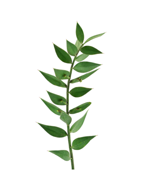 kompozisyon için kıvrımlı yeşil yaprak