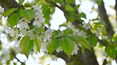 Güneşli bir günde beyaz çiçeklerle kiraz ağacı ve rüzgarla, bokeh arka planlı çiçeklerin makro görüntüsü.