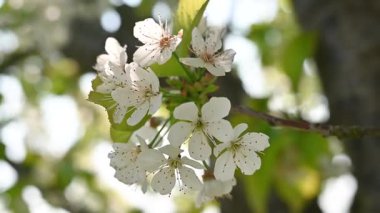 Güneşli bir günde beyaz çiçeklerle kiraz ağacı ve rüzgarla, bokeh arka planlı çiçeklerin makro görüntüsü.