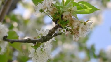 Güneşli bir günde beyaz çiçeklerle kiraz ağacı ve rüzgarla, bokeh arka planlı çiçeklerin makro görüntüsü.