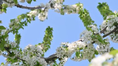 Güneşli bir günde beyaz çiçeklerle kiraz ağacı ve rüzgarla, arkadaki ağacın panoramik manzarası mavi gökyüzü.