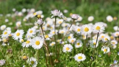 Rüzgarla hareket eden bir sürü papatya çiçeği ve renkli bokeh arkaplanı olan bir çiçek çayırının makro manzarası.