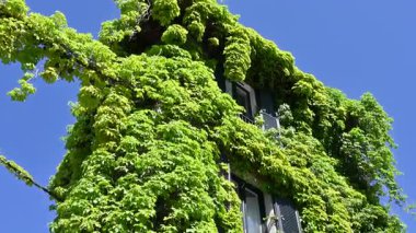 Küresel ısınma ve yüksek sıcaklıklara karşı duvarı ve pencereleri kaplayan yeşil çimen ve sarmaşıklı bir ev manzarası