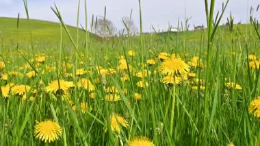 Baharda sarı karahindiba çiçekleriyle Huzurlu Yeşil Tepeler, alçak açılı dalgıç ateşi