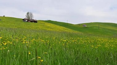 Yeşil Tepeler ve Çiçekli Karahindiba ile İlkbahar Köyü