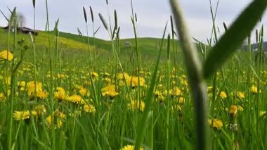 Baharda sarı karahindiba çiçekleriyle Huzurlu Yeşil Tepeler, alçak açılı dalgıç ateşi