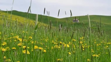Baharda sarı karahindiba çiçekleriyle Huzurlu Yeşil Tepeler, alçak açılı dalgıç ateşi
