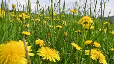 Baharda sarı karahindiba çiçekleriyle Huzurlu Yeşil Tepeler, alçak açılı dalgıç ateşi