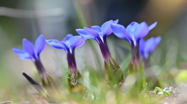 Mavi Gentian çiçekleri Bokeh arkaplanıyla Rüzgarda Sallanıyor