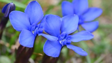 Mavi Gentian çiçekleri Bokeh arkaplanıyla Rüzgarda Sallanıyor