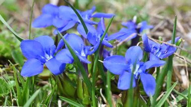 Mavi Gentian çiçekleri Bokeh arkaplanıyla Rüzgarda Sallanıyor