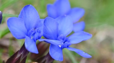 Mavi Gentian çiçekleri Bokeh arkaplanıyla Rüzgarda Sallanıyor