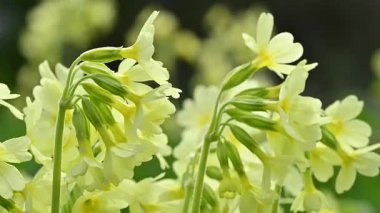 Sarı Çuha Çiçekleri Bokeh Arkaplanlı Rüzgarda Sallanıyor