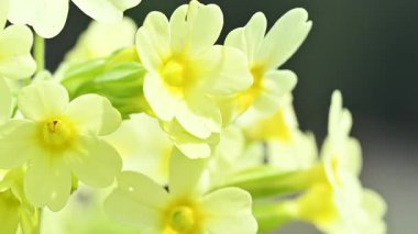 Sarı Çuha Çiçekleri Bokeh Arkaplanlı Rüzgarda Sallanıyor