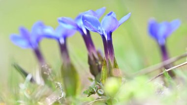 Mavi Gentian çiçekleri Bokeh arkaplanıyla Rüzgarda Sallanıyor