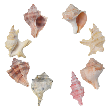 Şeffaf Arkaplanda Deniz Kabuğu Renkli Fotorealistik Kabuk Koleksiyonu (PNG Ayarları)