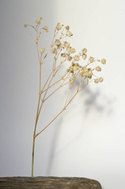 Kurumuş çiçeklerin dalları ahşap bir zeminde bulanık arka planda.