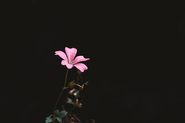 Siyah arkaplanı olan pembe şiirsel bir çiçek.