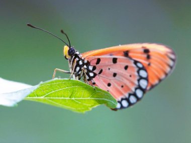 Siyah turuncu kelebek bir dala tünemişti.
