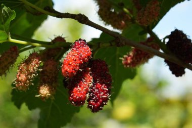 Dutlar olgunlaşıyor, parlak kırmızı, güzel.