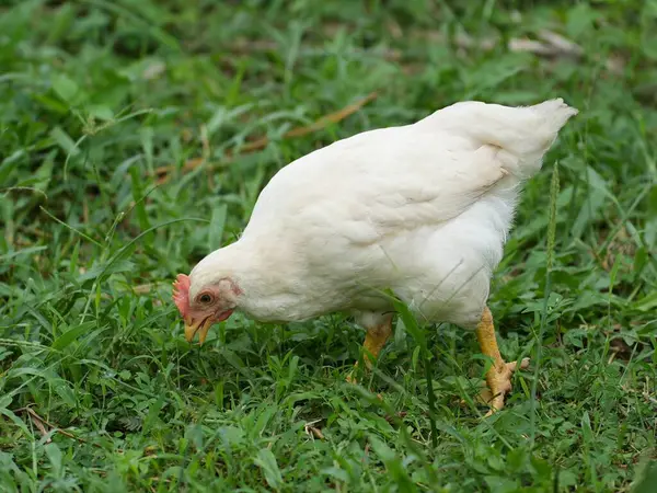 A white chicken is foraging on the lawn.