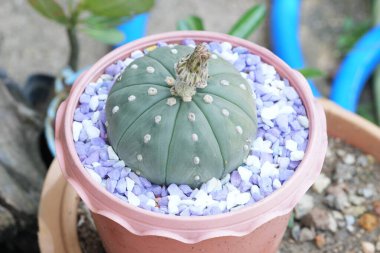 Küresel şekilli ve birkaç dikenli kaktüs ağacı, bir tencereye dikilmiş..