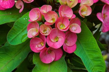 Kırmızı çiçek, yağmurdan sonra, su damlacıkları yapraklara yapışır..