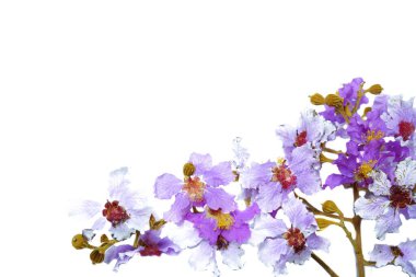 beyaz arkaplanda mor beyaz çiçekler