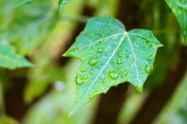 Chaya yaprakları, yağmurdan sonra, yaprakların üzerinde su damlaları var..