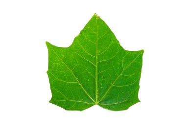 Beyaz arkaplanda bir yeşil chaya yaprağı
