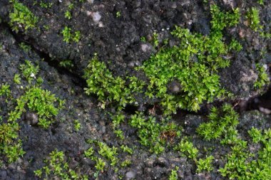 Tuğlaların arasında büyüyen yosun.