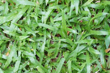 Evin önüne saçılmış desen fotoğrafları.