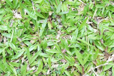 Arkaplan resmi: evin önündeki yeşil çimen