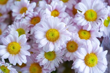 Sarı-yeşil çiçekli açık pembe çiçekler.