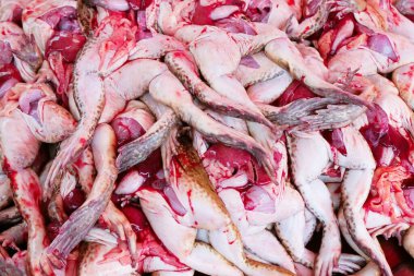 Birçok kurbağa öldürüldü ve satıldı..