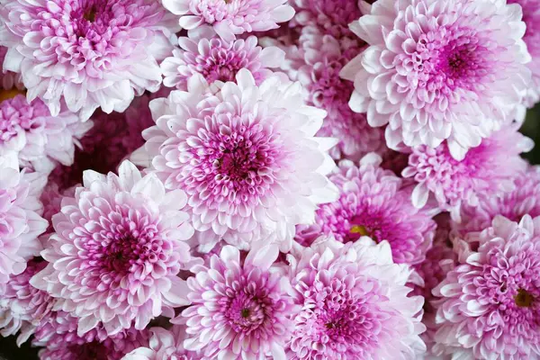 Many pink and white flowers for sale in the market