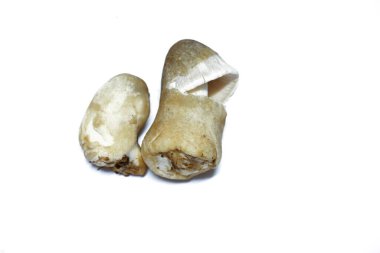 Beyaz arka planda iki saman mantarı