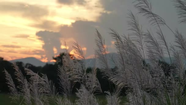 Kwiaty Trawy Kołyszą Się Siłą Wiatru Wieczorem Słońce Miało Zajść — Wideo stockowe