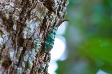 Ağaçların kabuğuna yapışmış yeşil böcekler..